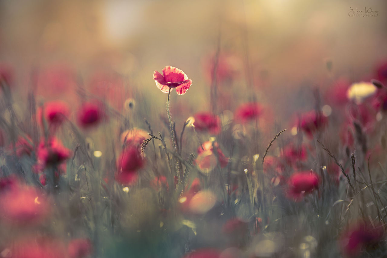 floralls • by Yukie Wago