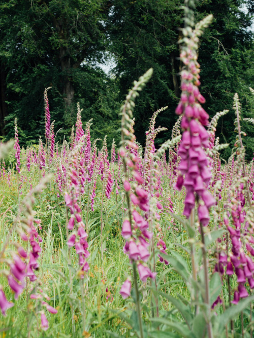 Foxglove Fields, SomersetPhotographed by Freddie Ardley 