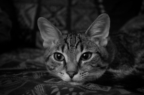 my-cats-better:Black and white Mew.•Canon Rebel T6•18-55mm