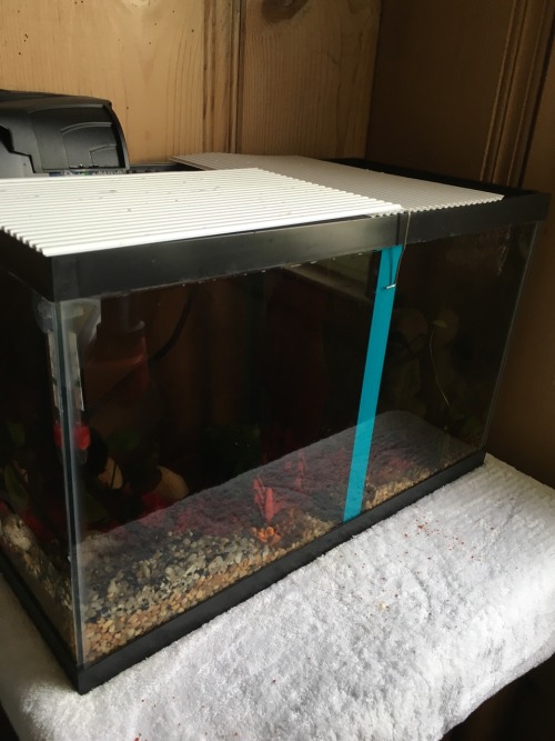 Soo I split Steve&rsquo;s tank into 5 gallon sections to make room for his new Koi tank mate. Also m