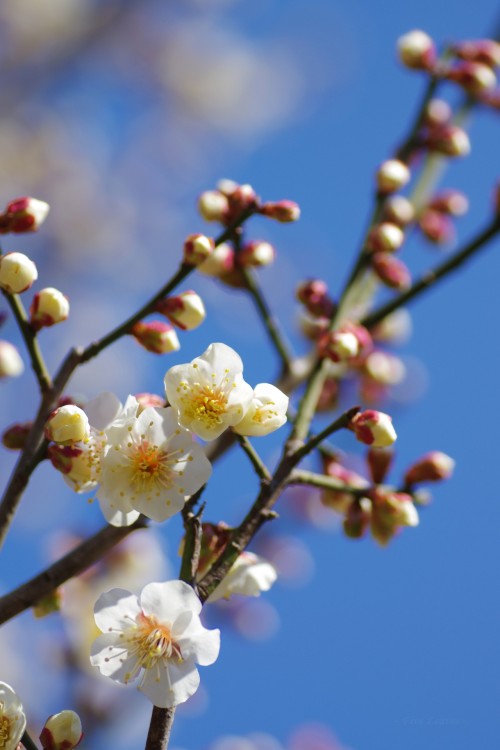 uyamt:梅（うめ）Ume blossoms / Japanese apricot