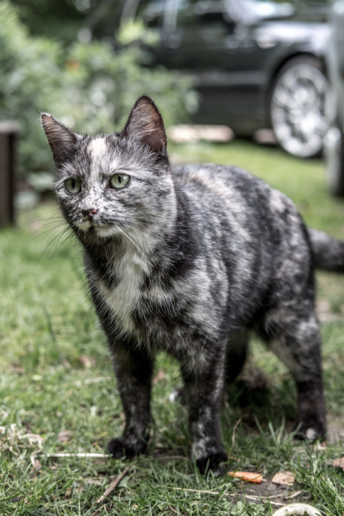 coolcatgroup:mostlycatsmostly: (via jan hendker) This cat looks like Oreo pudding. I love it