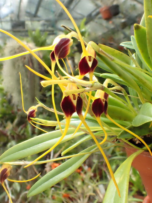 orchid-a-day:Masdevallia oreasSyn.: Alaticaulia oreasOctober 24, 2020 