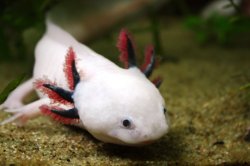 cruiserswagger:  ainawgsd:  Leucistic amphibians and reptiles Leucism (loo-si-zem) is a condition of reduced pigmentation marked by overall pale color or patches of reduced coloring caused by a recessive genetic mutation which inhibits pigment from being