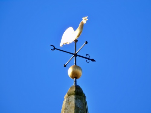  The Cock o’ the Steeple.Sunlight catching the  weather vane cockerel on Falkirk Steeple.  The