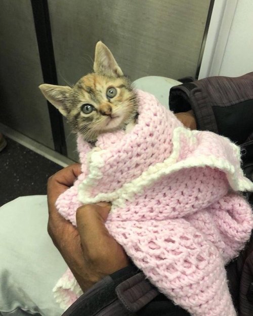 cipheramnesia:  thenatsdorf: The smile on the man’s face says it all. (via bodegacats)  I love them both. 