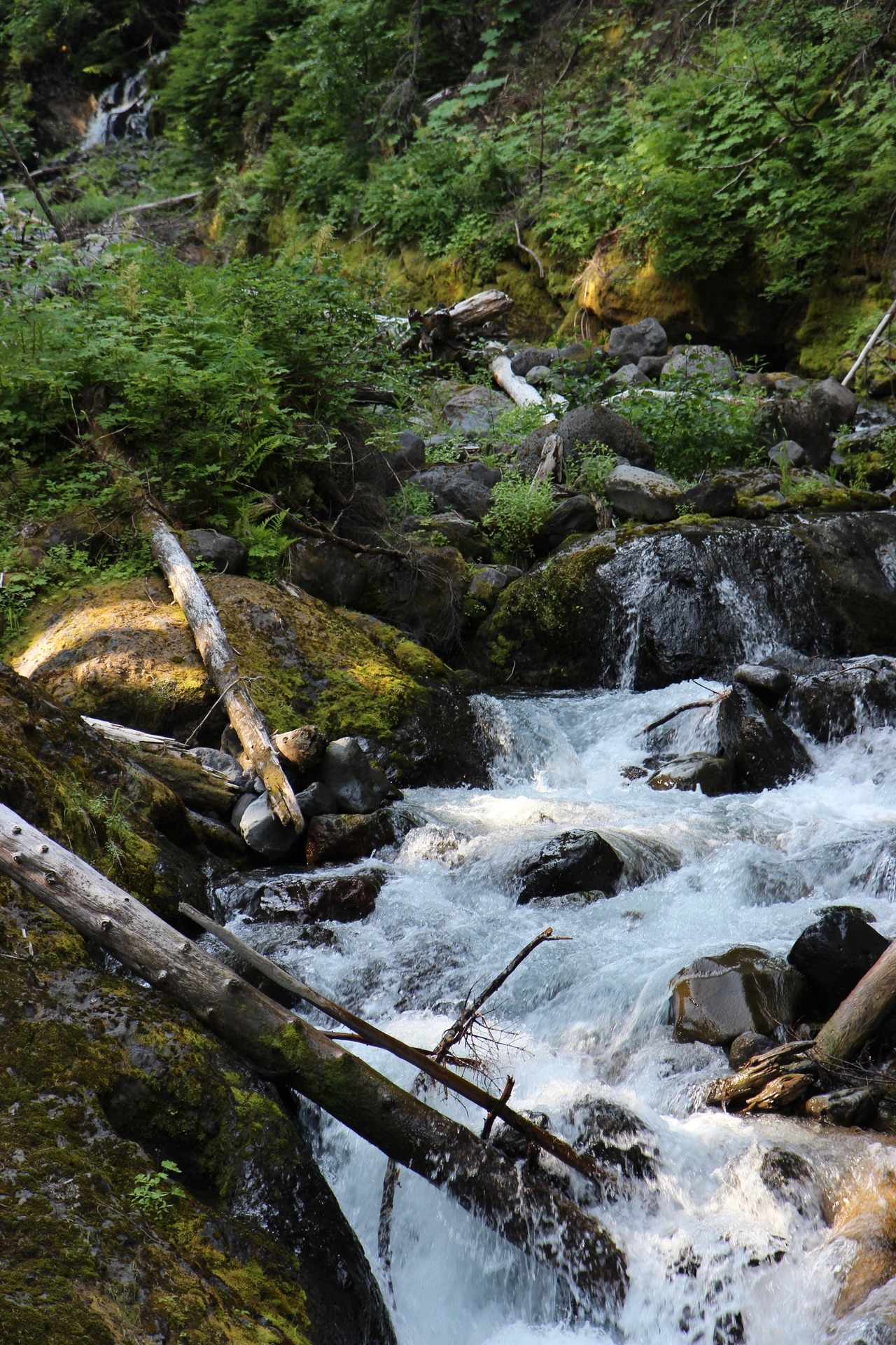 burningmine:  Heliotrope Ridge, July 2018