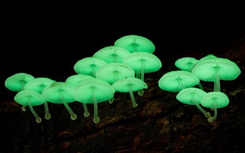 ad-hd-ab:Insane fungi photos by Steve Axford. Rekindling my obsessive love of mushrooms, and reminding me about that mushroom painting I wanted to start for a while. 