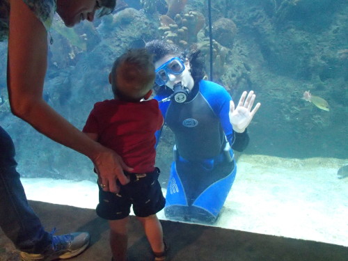 aquaristlifeforme: aquaristlifeforme: THIS IS MY JOB. OMG. HOW LUCKY AM I? My blog turns 5 years old