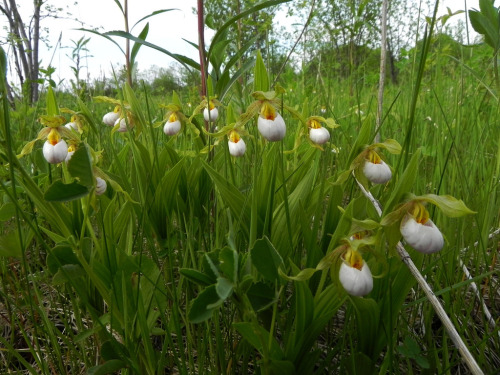 Porn testicle plants! orquidofilia:  A small portion photos