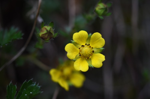 Micro yellow flower