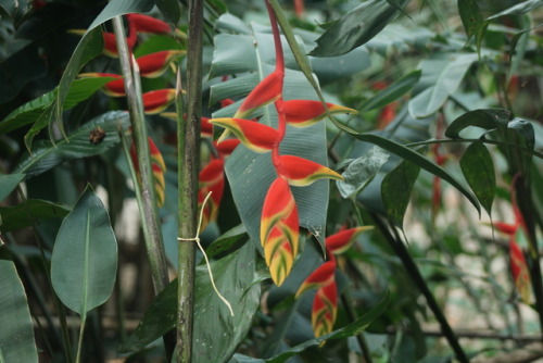 venus-garden:Heliconia rostrata