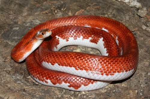 ainawgsd:piebald reptiles part 2, snakes Piebaldism (pi-bald-iz-m) is a genetic condition which re