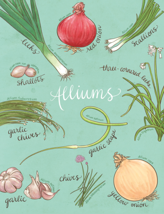 curseworm:  curseworm: literally where would we be without alliums. in hell, probably thank you alliums for making food taste good 