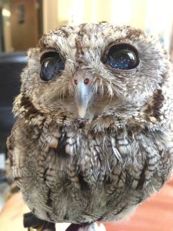 shroom-goddess:  awwww-cute:  For my Cake Day, I’d like to share a picture of my friend Zeus, the blind Screech Owl  His eyes look like galaxies… 