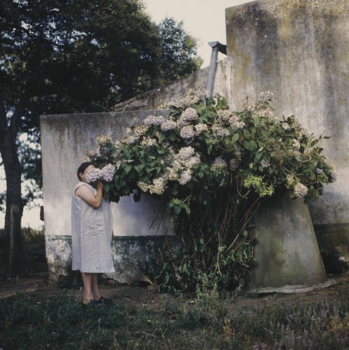 disease:“HYDRANGEAS” // 1999ALESSANDRA SANGUINETTI[dye-bleach print | 27 x 27″]