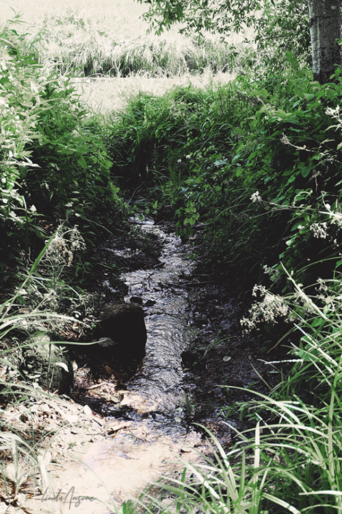 nature trail