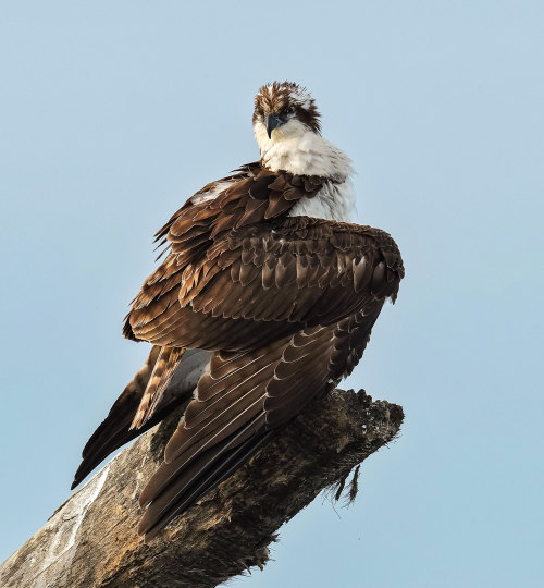 bunjywunjy: theraptorcage: Osprey just a disgruntled origami man