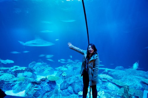 call me the shark whisperer || shedd aquarium, chicago 