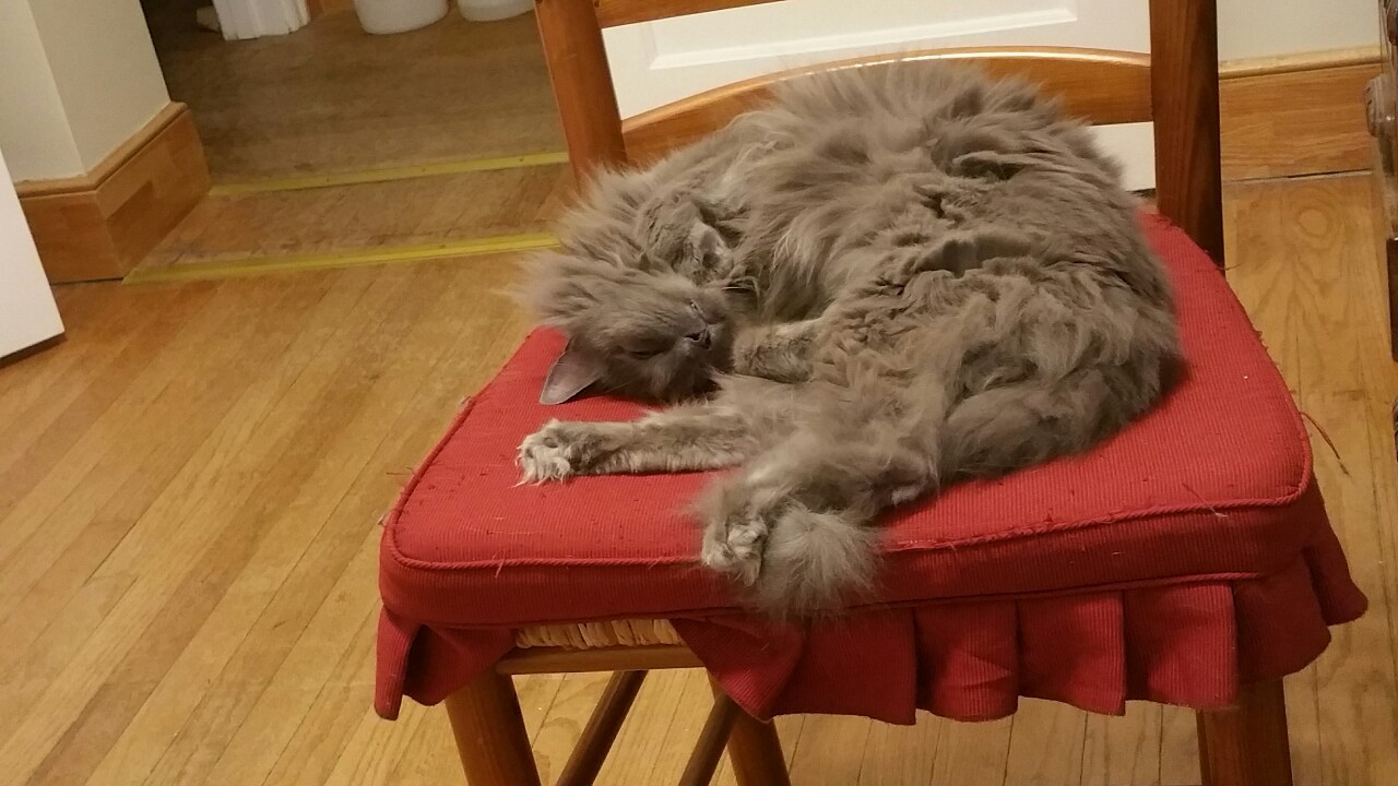 You all need this ridiculously adorable kitty today.