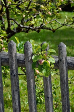 Le Temps Qui Passe Dans Le Jardin D'eugénie