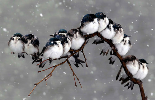 awesome-picz:  Pics Of Birds Cuddling Together For Warmth Will Melt Your Heart 