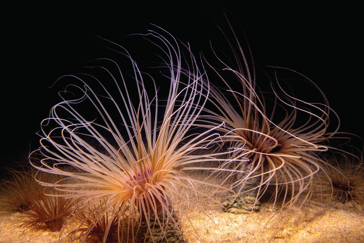 Two tube anemones with lots of tentacles at the aquarium, the anemones are cream colored with a black background