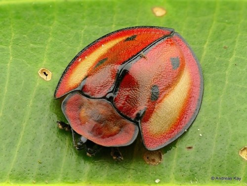 end0skeletal: Tortoise Beetles by Andreas Kay