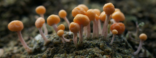 Match-head like lichen fruiting bodies. Dibaeis arcuata.