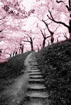 morbid-dream:  ✦edit 