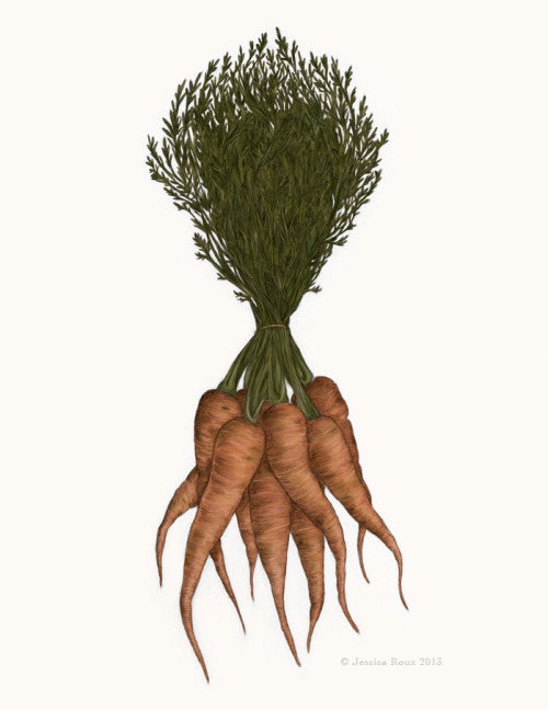 Two spot illustrations of root vegetables: radishes and carrots! Food illustration is a field I&rsqu