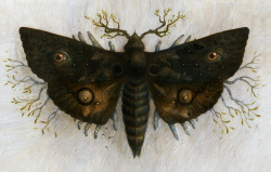 checanty:The MothCover artwork for the Cemetery
