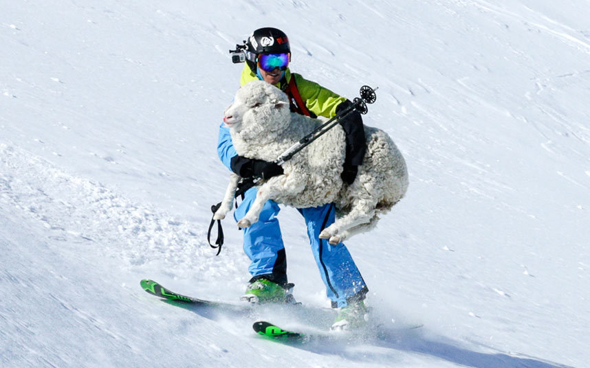 allcreatures:   A sheep has been rescued by a skier after tumbling down a mountain.