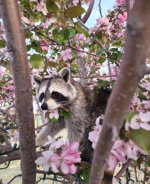 lord-raccoon:anime tree