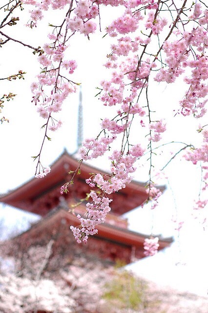 zekkei-beautiful-scenery:  Cherry blossoms in Japan  Sakura is a part of Japanese