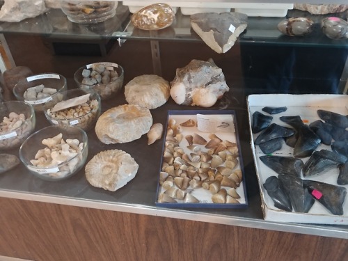 snakeybones: Fossils at one of the shops in Helen GA If only I could be disgustingly rich….