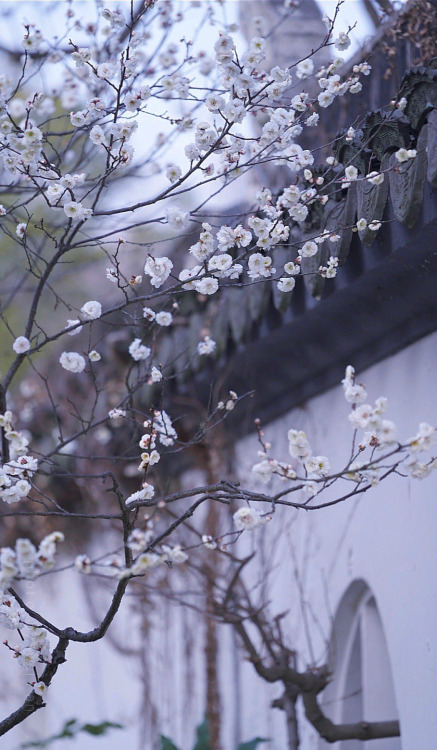 plum blossoms by 微风吹淡的蓝