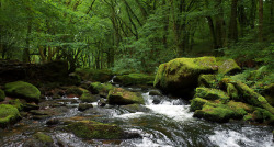 90377:    golitha falls, cornwall by sandilands villa   