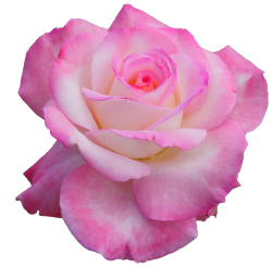 transparent-flowers:  &ldquo;Secret&rdquo; Hybrid Tea Rose. (x). 