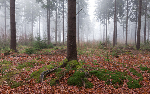 Trees by Rob van de Peppel on Flickr.