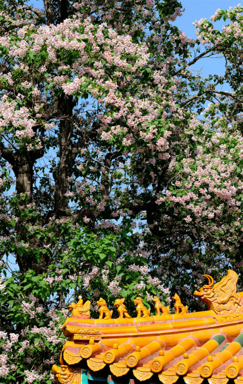 Blossoms of Catalpa bungei in the Forbidden City. 故宫博物院