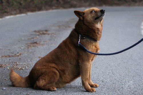 (いよさんさんはTwitterを使っています 「美濃柴を見かけたので、思わず飼い主の方に声をかけて撮らせていただいた。ちょうど美濃柴という犬種を知った直後だったので……。赤茶の短毛にキリッとした顔立ち