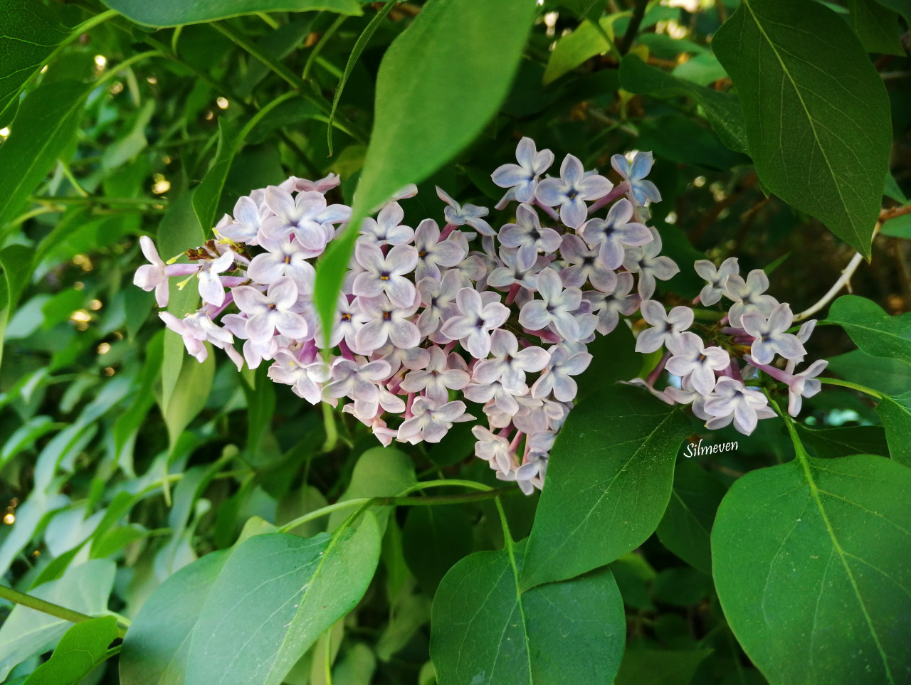 #nature#witchblr#cottagecore#fairy core#syringa#lilac#purple lilac#lilac aesthetic#soft aesthetic#green witch#flowers#witch vibes#witch aesthetic #artist on tumblr #spring#spring flowers#silmeven