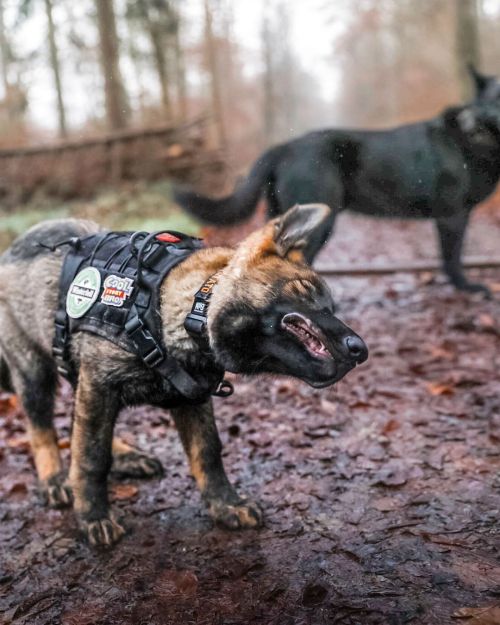 “Ready to shake off this week like Vortex, who’s with me?”⁣⁣#OneTigris| @canines.and.chiara