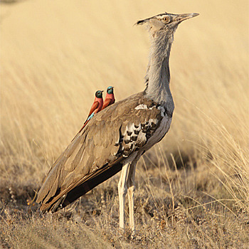 becausebirds:  fairy-wren:  Kori Bustard adult photos