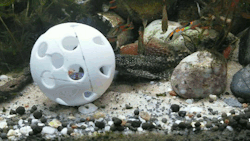 palaeoplushies:I love my horrible gremlin fish so much.