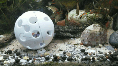 palaeoplushies:I love my horrible gremlin fish so much.