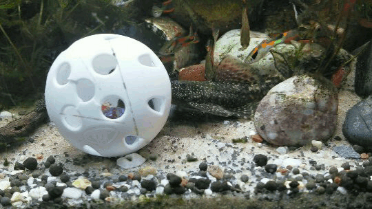palaeoplushies:I love my horrible gremlin fish so much.