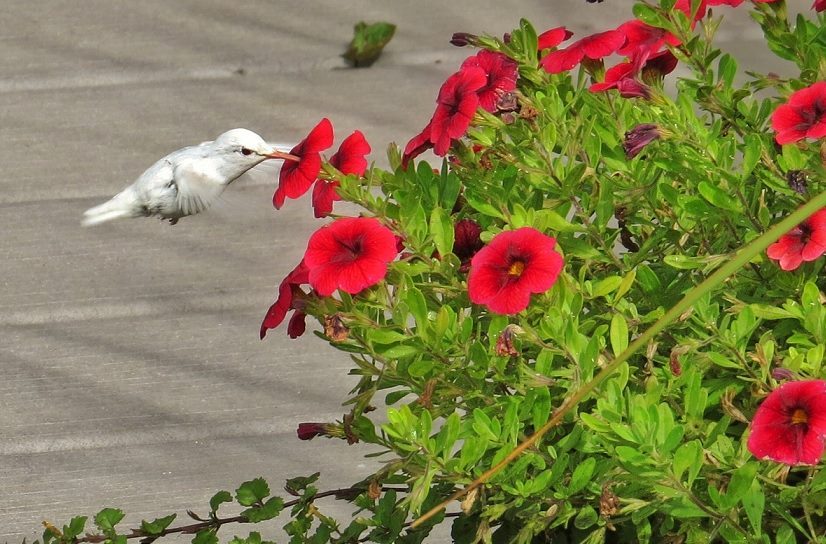 rhamphotheca:  An albino Ruby-throated Hummingbird (Archilochus colubris) nectars