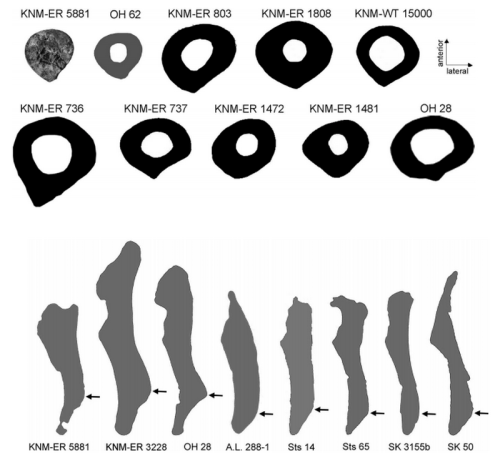 theolduvaigorge:Associated ilium and femur from Koobi Fora, Kenya, and postcranial diversity in earl